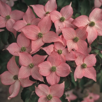 Cornus palmatum 'Beni Kawa' 