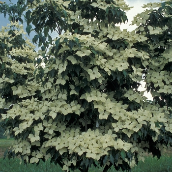 Cornus kousa 'Greensleeves' 