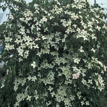 Cornus kousa 'Elizabeth Lustgarten' 