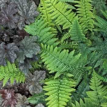 Dryopteris affinis 'Crispa' 