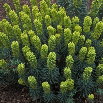 Euphorbia wulfenii 'Lambrook Gold'