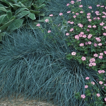 Festuca idahoensis 'Siskiyou Blue'