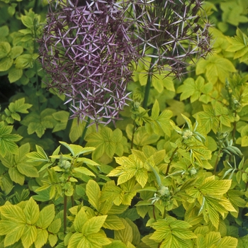 Filipendula ulmaria 'Aurea'