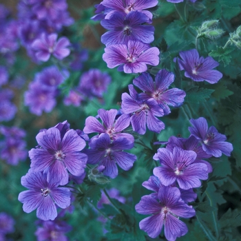 Geranium ibericum 