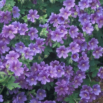 Geranium x magnificum 'Rosemoor' 