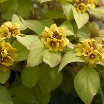 Lysimachia congestiflora