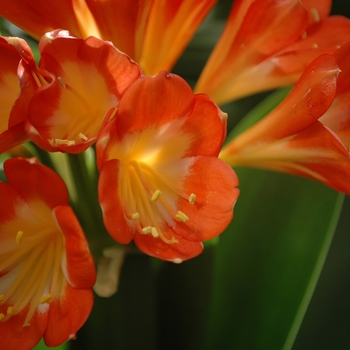 Clivia 