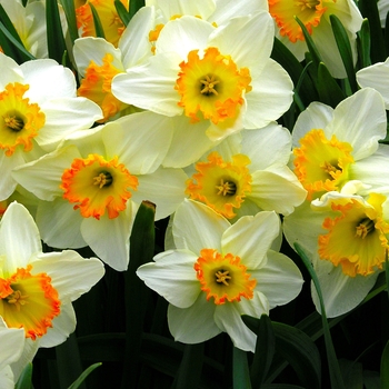 Narcissus 'High Society'