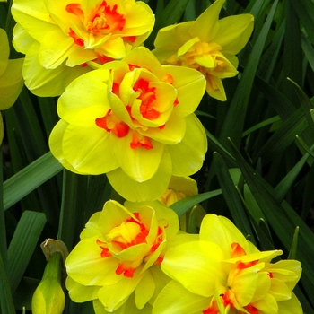 Narcissus 'Tahiti' 