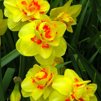 Narcissus 'Tahiti'