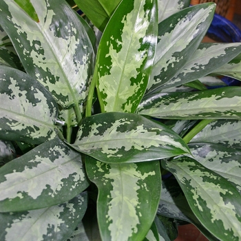 Aglaonema 'Jubilee' 