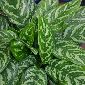 Aglaonema 'Mary Ann' 