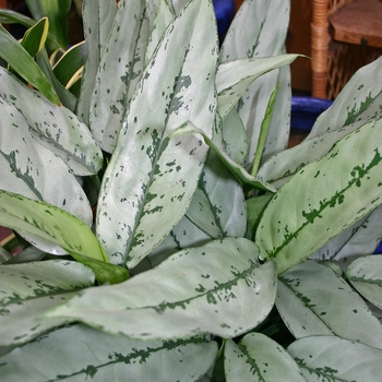 Aglaonema 'Patricia'