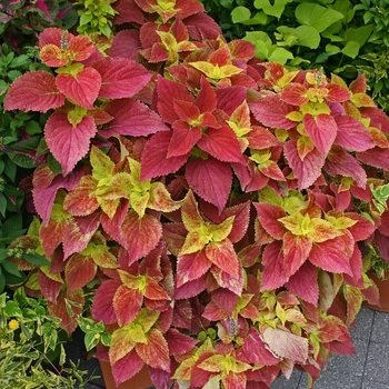 Coleus 'Alabama Sunset' 