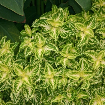 Coleus 'Lime Frills' 