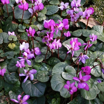 Cyclamen coum