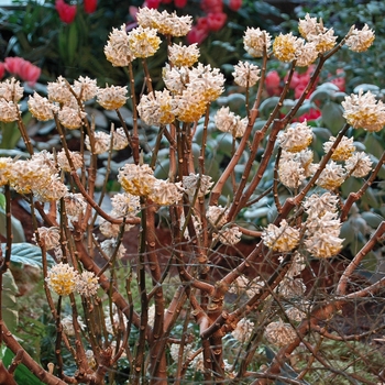 Edgeworthia chrysantha