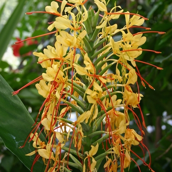 Hedychium gardnerianum 