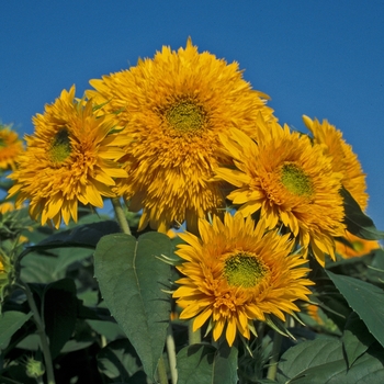 Helianthus annuus 'Sun King' 