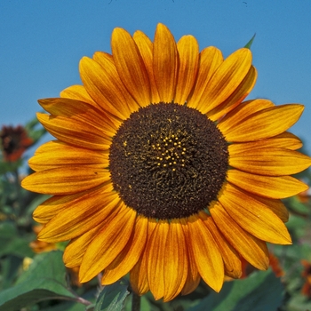 Helianthus annuus 'Velvet Queen' 