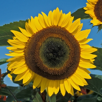 Helianthus annuus 'Yellow Disk'