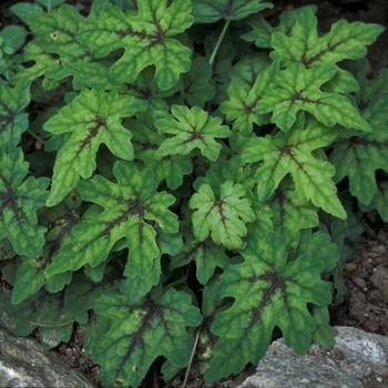 Tiarella 'Mint Chocolate'