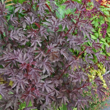 Hibiscus acetosella 'Red Shield' 