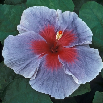 Hibiscus 'Blue Lagoon'