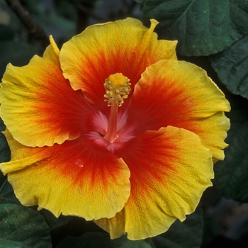 Hibiscus 'Concord'