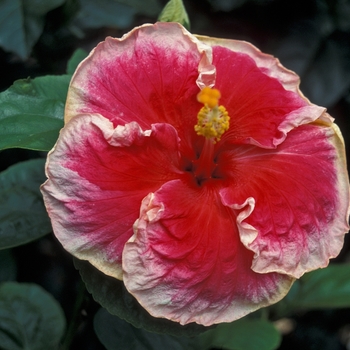 Hibiscus 'Morning Glory' 