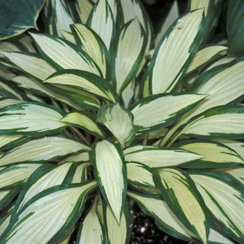 Hosta 'Celebration' 