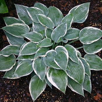 Hosta 'El Nino' 