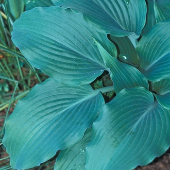 Hosta 'Elvis Lives' 