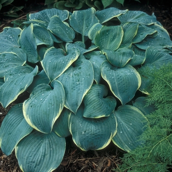 Hosta 'Frost Dimples' 