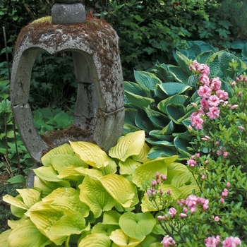 Hosta 'Search Light' 