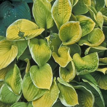 Hosta 'Moon Glow' 