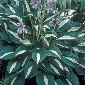 Hosta 'Risky Business' 