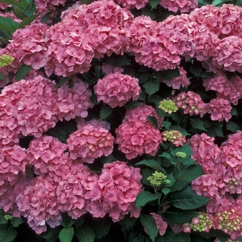 Hydrangea macrophylla 'Altoona' 