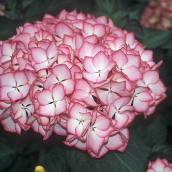 Hydrangea macrophylla 'Mirai' 