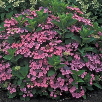 Hydrangea macrophylla 'Mousmee' 