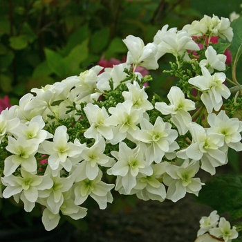 Hydrangea quercifolia 'Snowflake' 