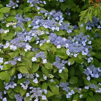 Hydrangea serrata 'Blue Billow' 