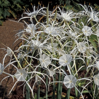 Hymenocallis occidentalis