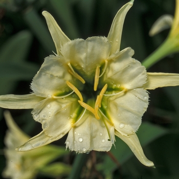 Hymenocallis 'Sulphur Queen' 