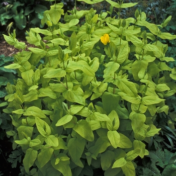 Hypericum x inodorum 'Summergold' 