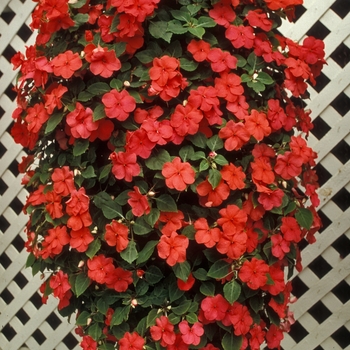 Impatiens 'Red Improved'