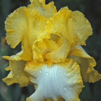 Iris 'Lemon Fever' 