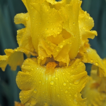 Iris 'Pure As Gold' 