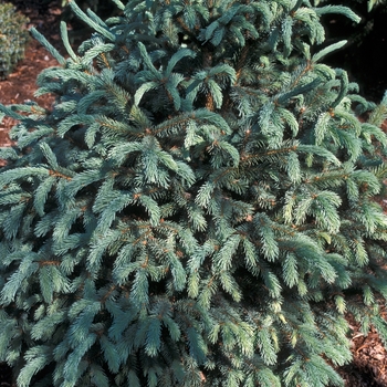 Juniperus engelmanii 'Compacta'