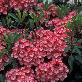 Kalmia 'Little Linda'